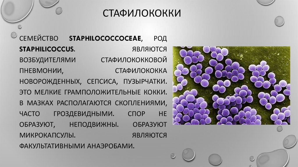 Staphylococcus aureus степени. Стафилококки микробиология семейство. Золотистый стафилококк эпидермальный. Грамположительные кокки. Стафилококки.. Бактерия золотистый стафилококк.