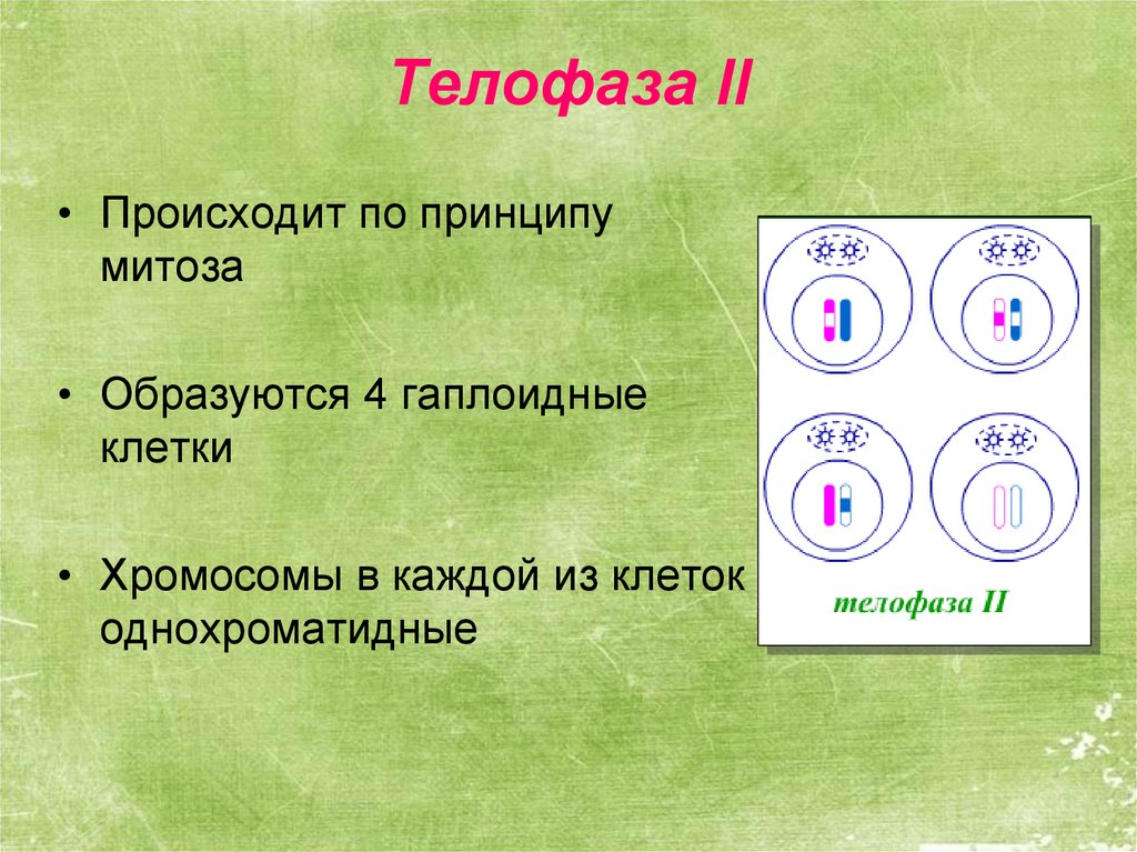 Сколько хромосом в телофазе мейоза 1. Телофаза 2 мейоза рисунок. Мейоз 2 телофаза 2. Телофаза мейоза 1 хромосомы однохроматидные. Телофаза 2 мейоза характеристика.