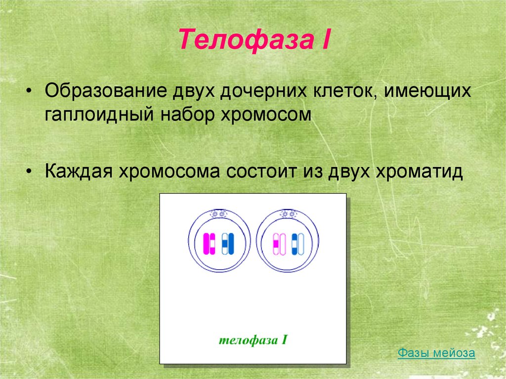 В результате деления образуются 4 дочерние клетки. Телофаза 1 набор хромосом. Телофаза 2 хромосомы набор. Телофаза мейоза 1 набор хромосом. Мейоз телофаза 1 гаплоидный набор.