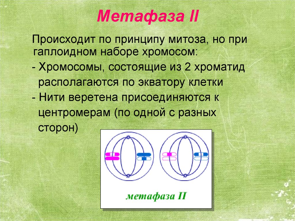 Мейоз анафаза 2 набор хромосом. Мейоз 2 метафаза 2. Метафаза 1 и 2 в мейозе схемы. Метафаза мейоза 2 набор. Набор хромосом в метафазе мейоза 2.
