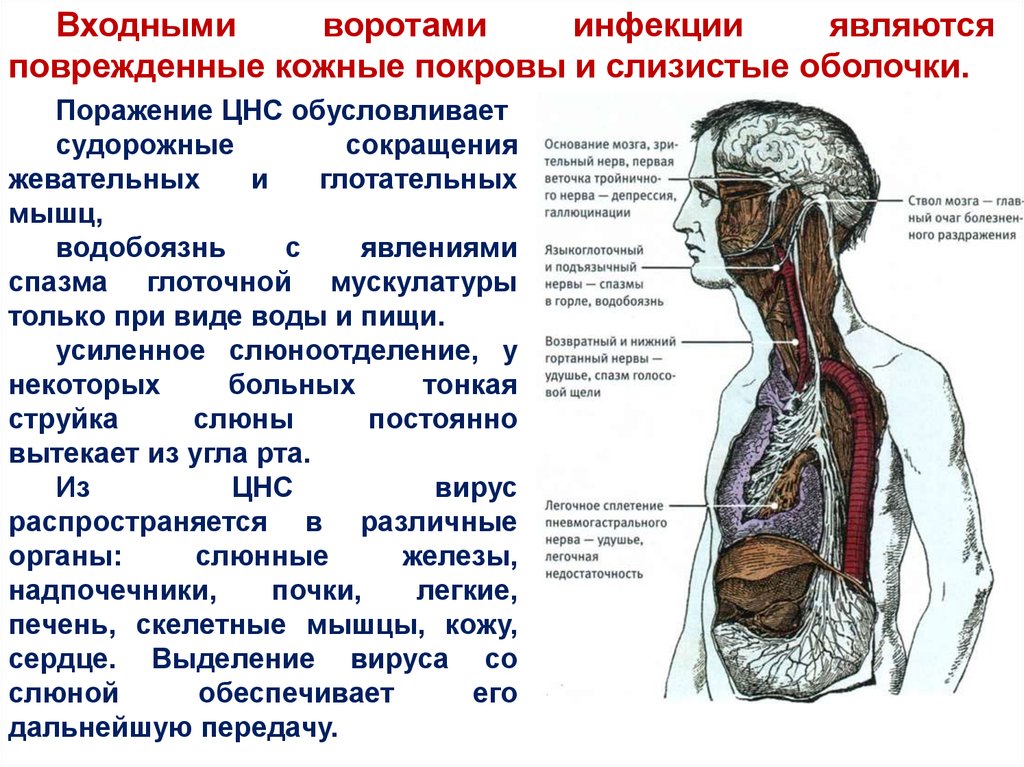 Нервная колика. Поражение центральной нервной системы. Очаговые поражения нервной системы. Поражение нервной системы при герпесе. Поражение нервной системы при ковид19.