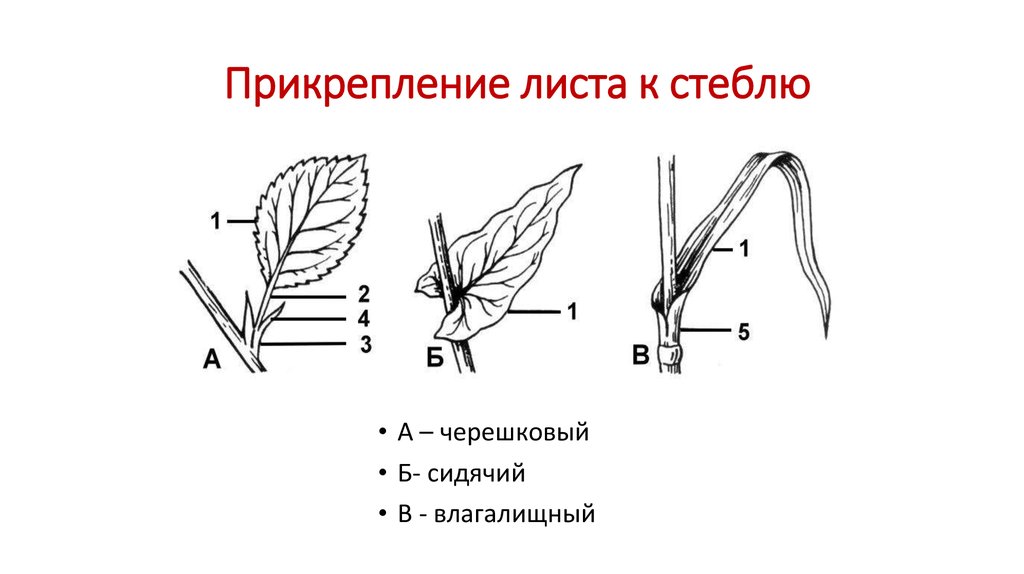 Части листа рисунок - 83 фото