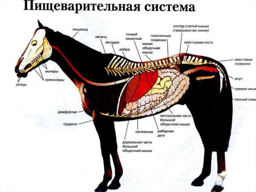 Где произошли лошади. Пищеварительная система лошади анатомия. Система органов пищеварения лошади. Топография пищеварительной системы лошади. Строение пищеварительной системы лошади.