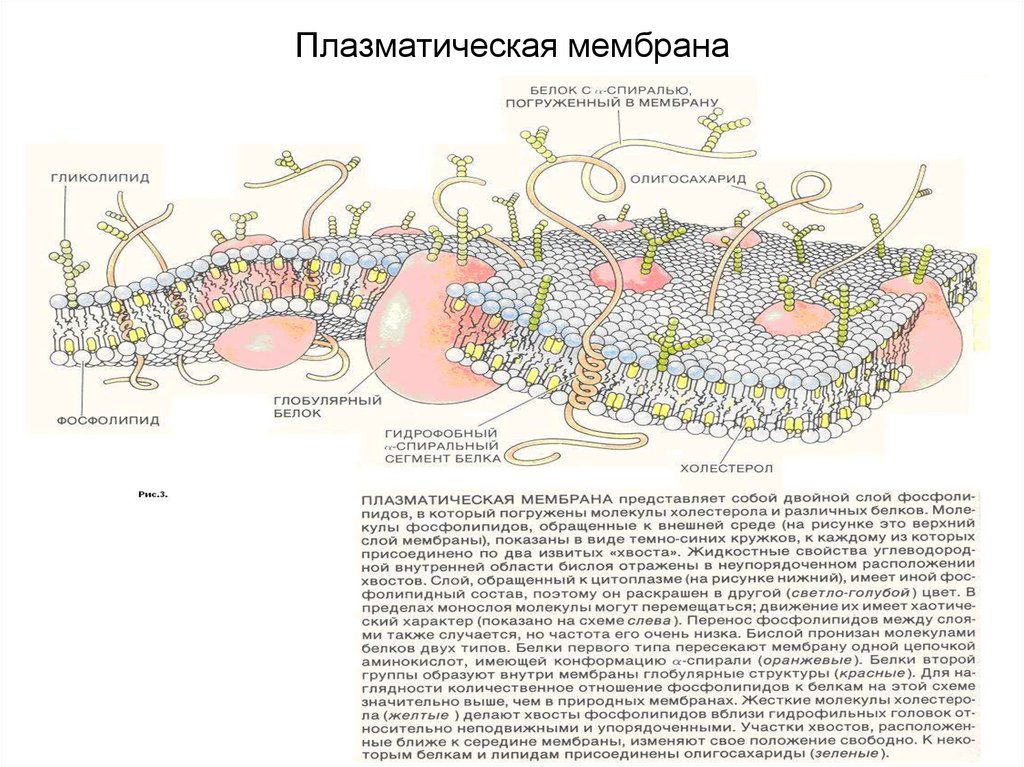 4 функция плазматической мембраны. Схема строения плазматической мембраны. Схематическое строение плазматической мембраны. Строение плазматической мембраны клетки рисунок. Структура плазматической мембраны схема.