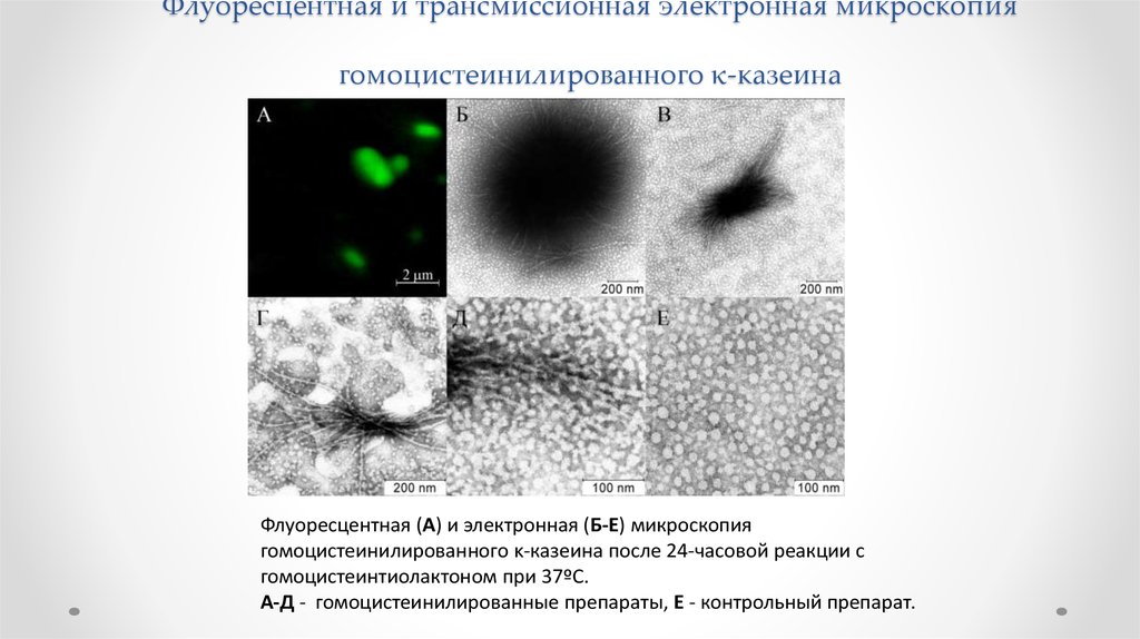 Форум микроскопии