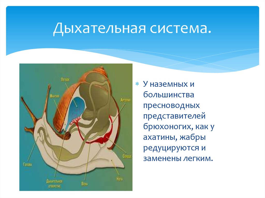 Дыхательная система моллюсков. Органы дыхания системы брюхоногих. Дыхательная система брюхоногих моллюсков. Система дыхания у брюхоногих. Класс брюхоногие дыхательная система.