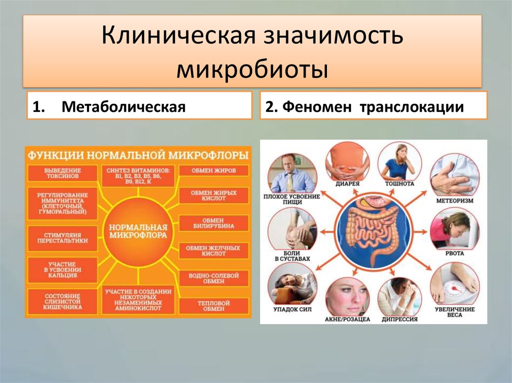 Микробиота человека презентация