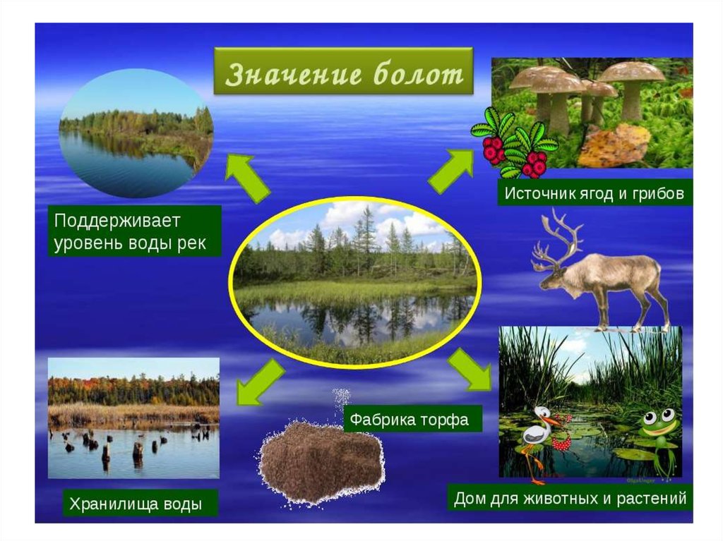Болото естественный водоем 2 класс 21 век презентация