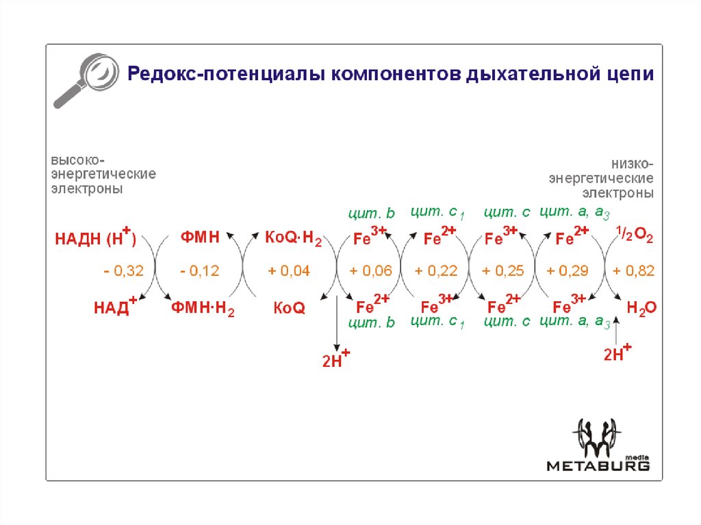 Схема полной дыхательной цепи