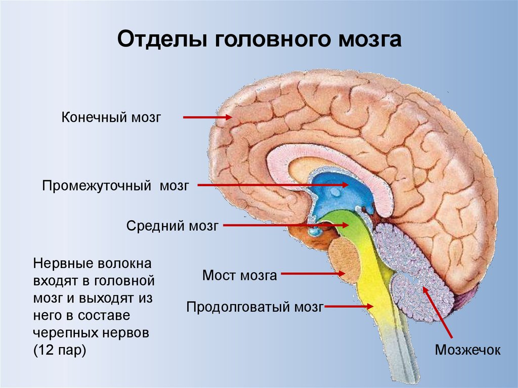 Самый маленький отдел головного мозга. Отделы головного мозга конечный мозг. Головной мозг строение конечный мозг. Отделы головного мозга промежуточный мозг. Строение и функции отделов головного мозга конечный мозг.