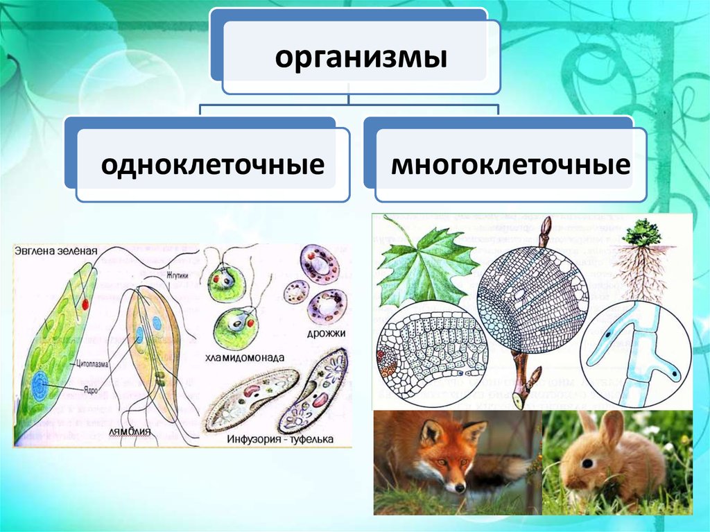 Сходство и различие одноклеточных. Одноклеточные организмы. Одноклеточные и многоклеточные организмы. Одноклеточные и многоклеточные животные. Одноклеточные организмы схема.