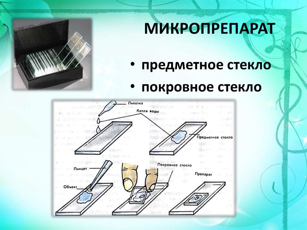 Изображенное на рисунке лабораторное оборудование в биологии используется для