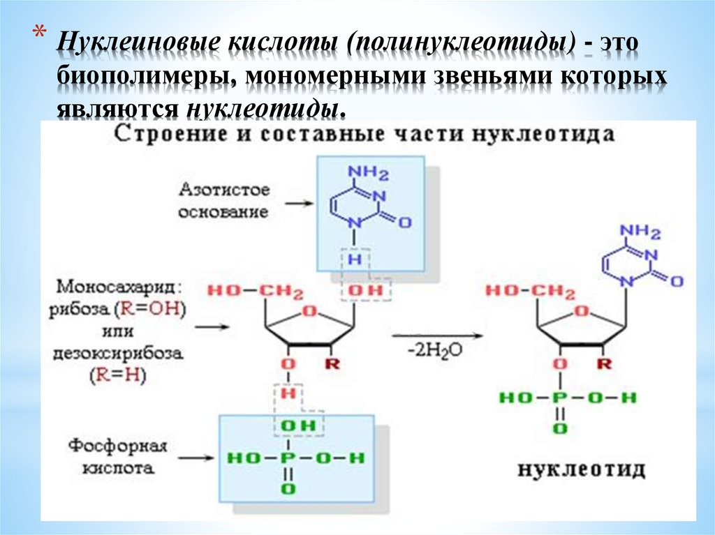 Нуклеотид биополимер. Соединение нуклеиновых кислот. Строение полинуклеотида. Составные части нуклеотида. Нуклеотиды и нуклеиновые кислоты.