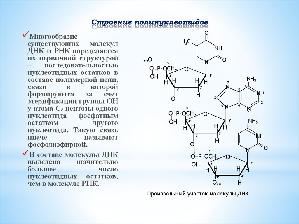 Молекула какова структура. Строение полинуклеотидной Цепочки ДНК И РНК. Структура полинуклеотидной цепи РНК. Структура полинуклеотидной цепи. Структура полинуклеотидной цепи ДНК.