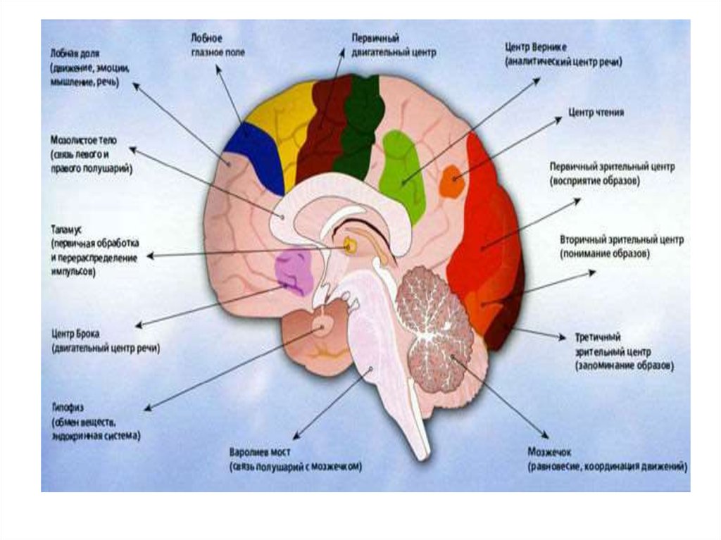 Описать функции отделов головного мозга