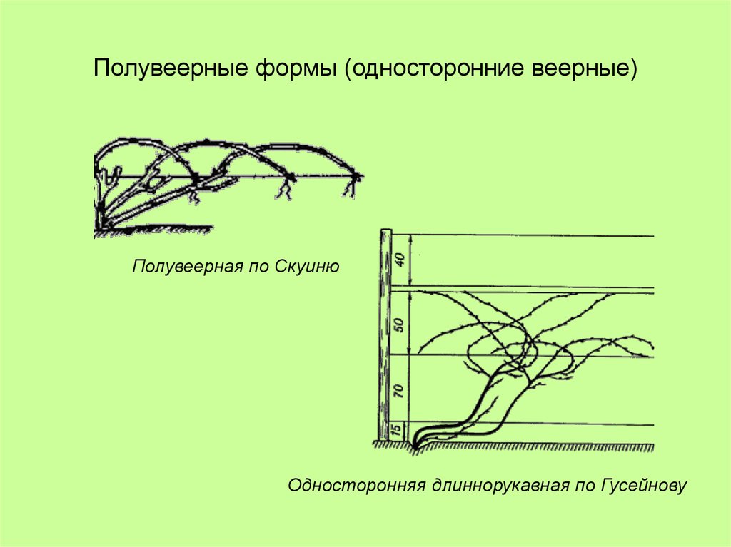 Схема виноградного куста для новичков строение