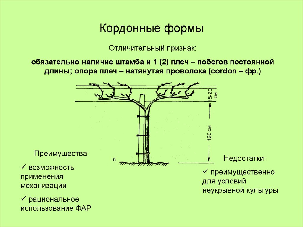 Кордонные формы