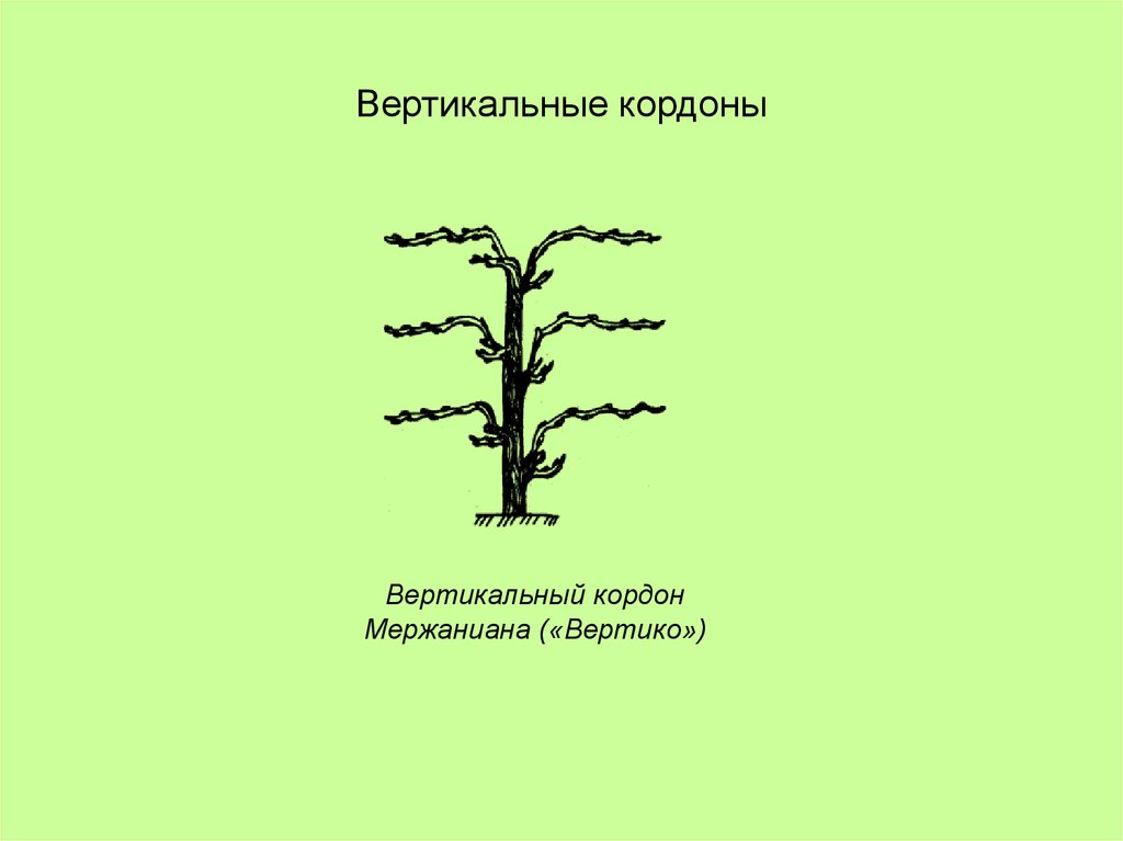 Вертикальные кордоны