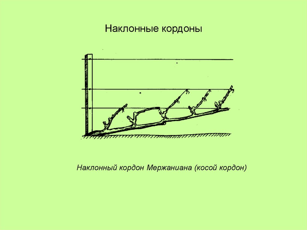 Горизонтальный кордон винограда схема