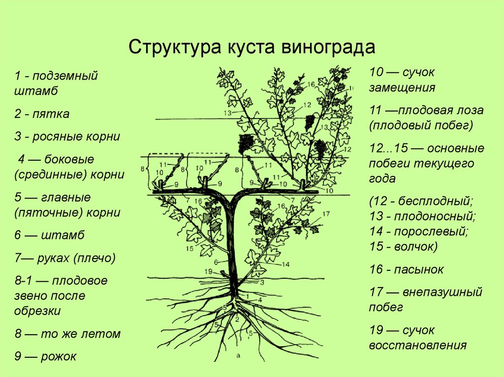 Формирование куста винограда схема