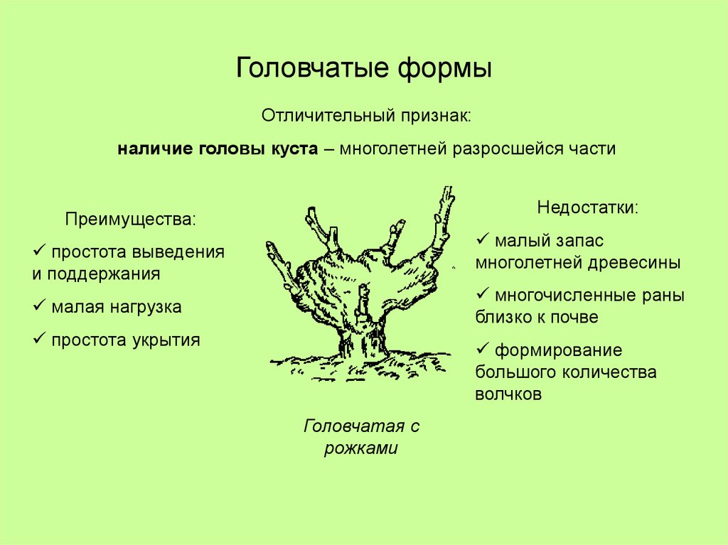 Головчатые формы