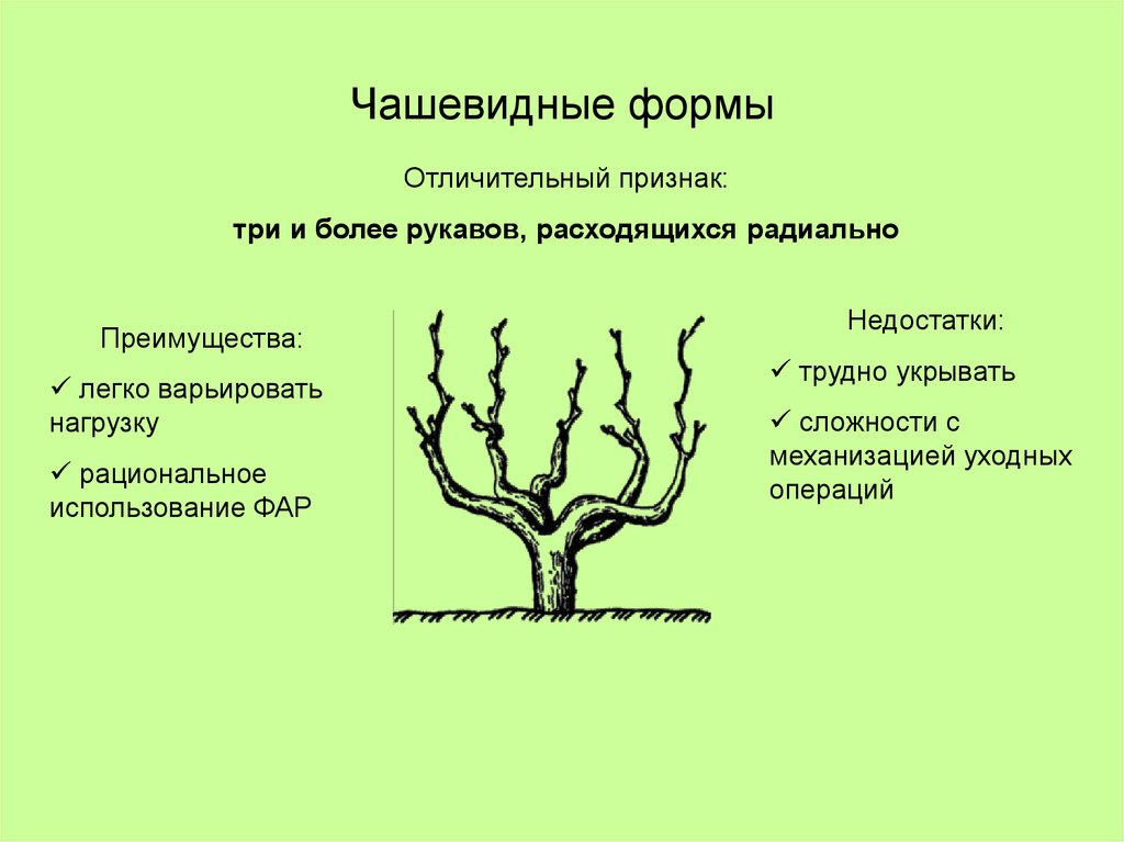 Чашевидные формы
