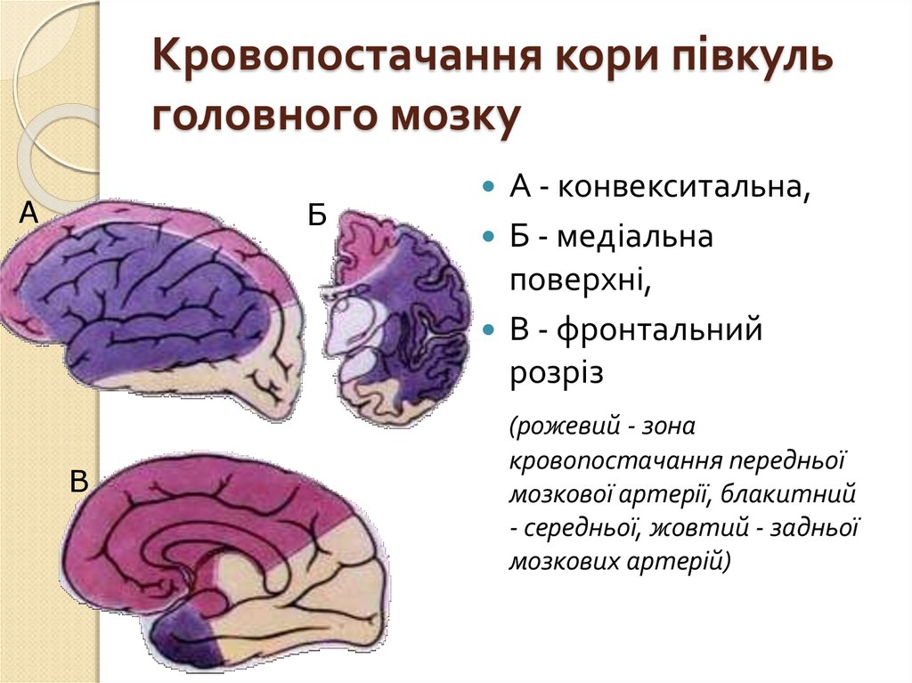 Конвекситальные пространства. Конвекситальные отделы головного мозга. Конвекситальная поверхность головного мозга. Конвекситальная поверхность мозга это. Конвекситальная кора головного мозга это.