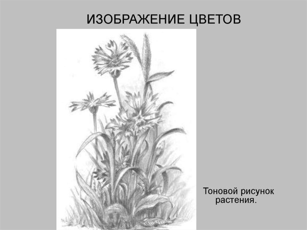 Рисунок растений 6 класс. Тоновой рисунок растения. Технический рисунок растения. Растения и город рисунок. Придорожные растения рисунок.