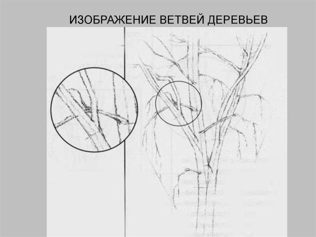 Как нарисовать ветку березы поэтапно