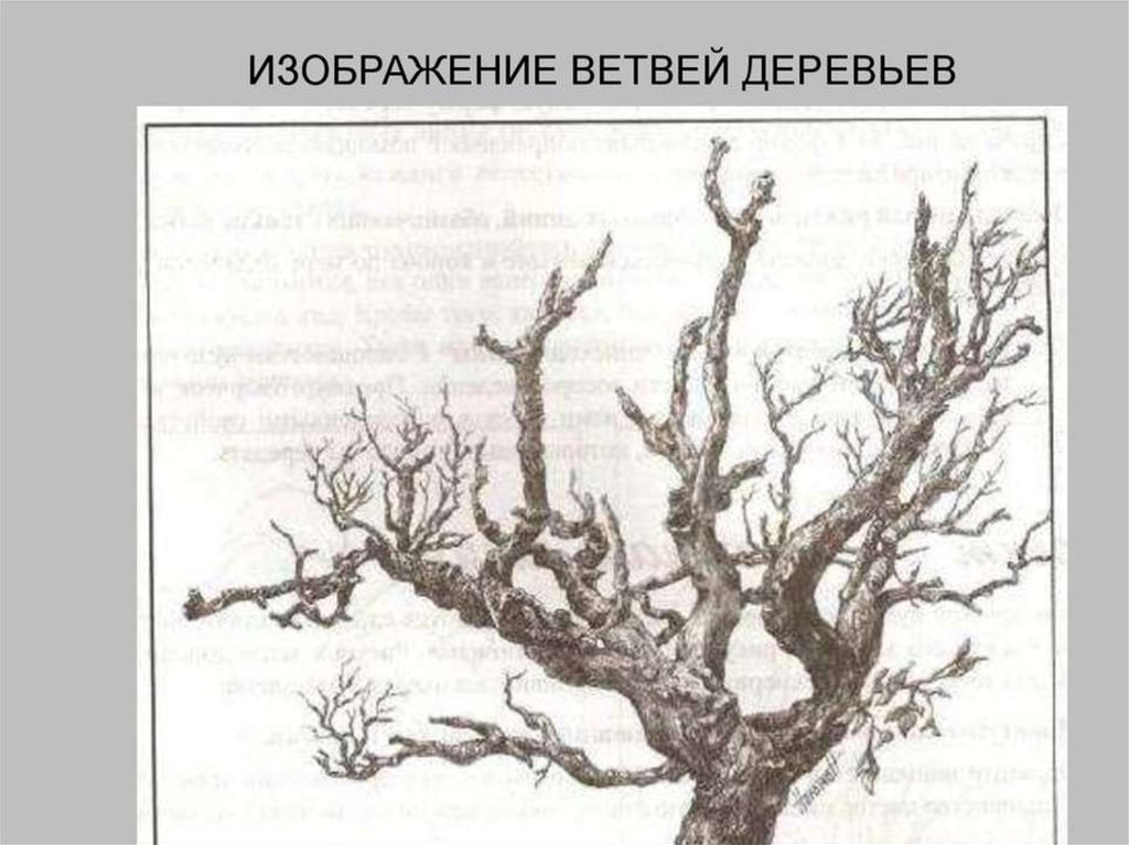 Изображение ветки с характером урок рисования 2 класс презентация