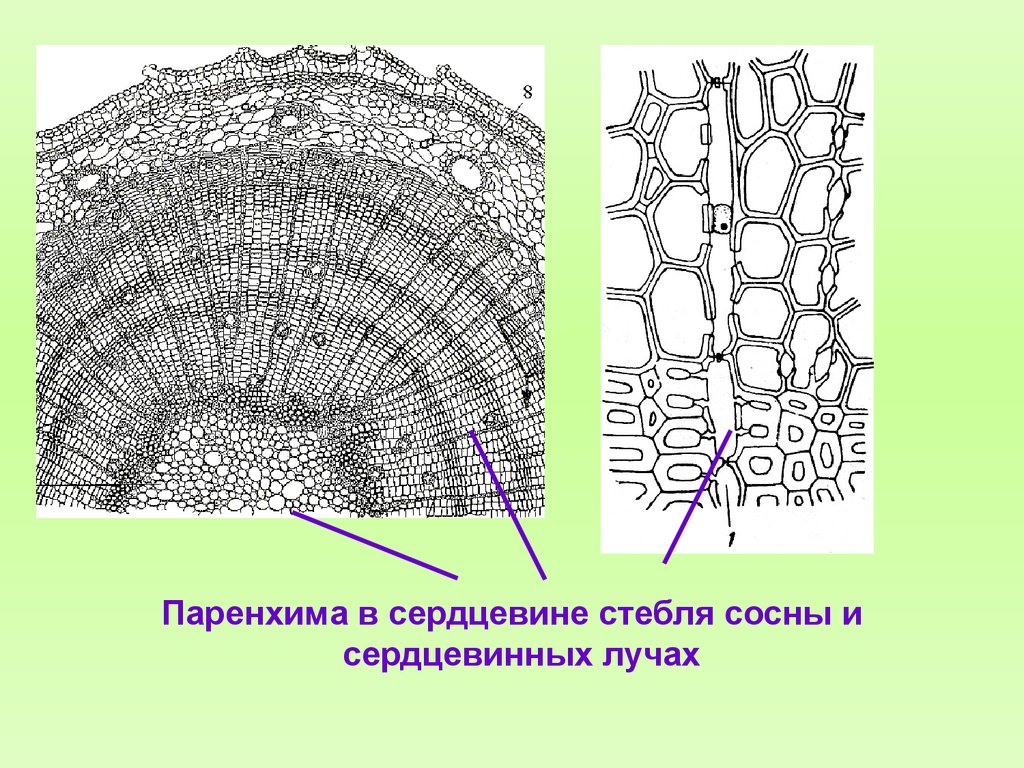 Что значит паренхима. Паренхима коры стебля. Поперечный срез стебля сосны. Поперечный срез стебля сосны схема. Анатомическое строение стебля сосны.