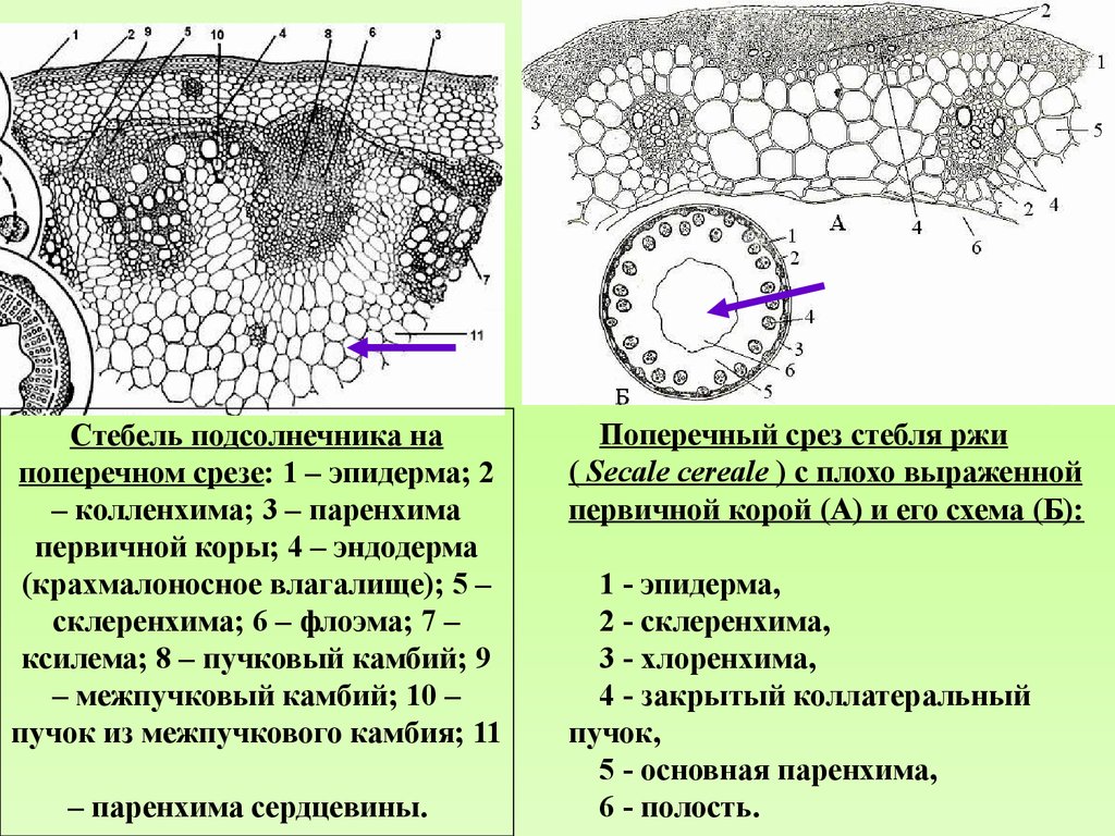 Древесная паренхима