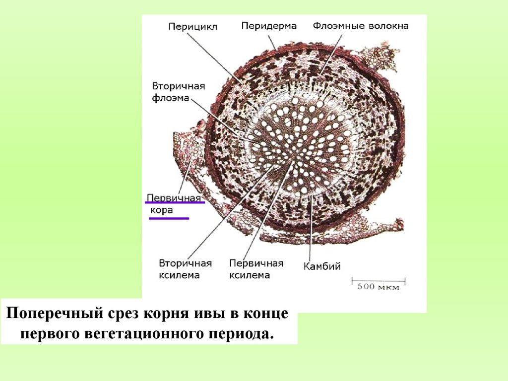 На рисунке изображено микроскопическое строение корня в какой из зон был сделан срез 1 всасывания