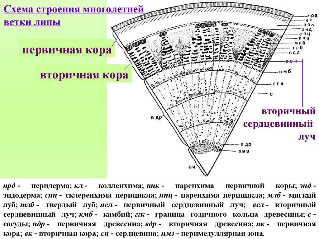 В результате многолетнего. Строение стебля липы первичный сердцевинный Луч. Вторичная кора строение липы. Схема строения многолетнего стебля липы мелколистной. Первичная кора стебля липы.