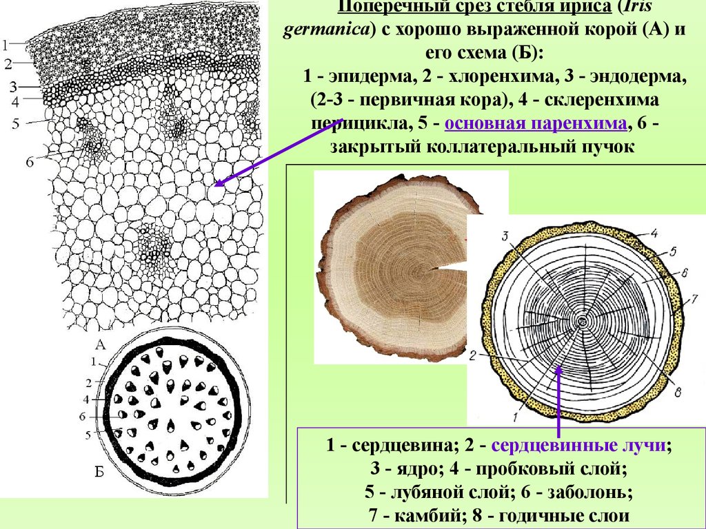 Первичная древесина. Анатомическое строение стебля ириса. Первичное строение стебля ириса. Поперечный срез ириса схема. Хлоренхима на срезе стебля.