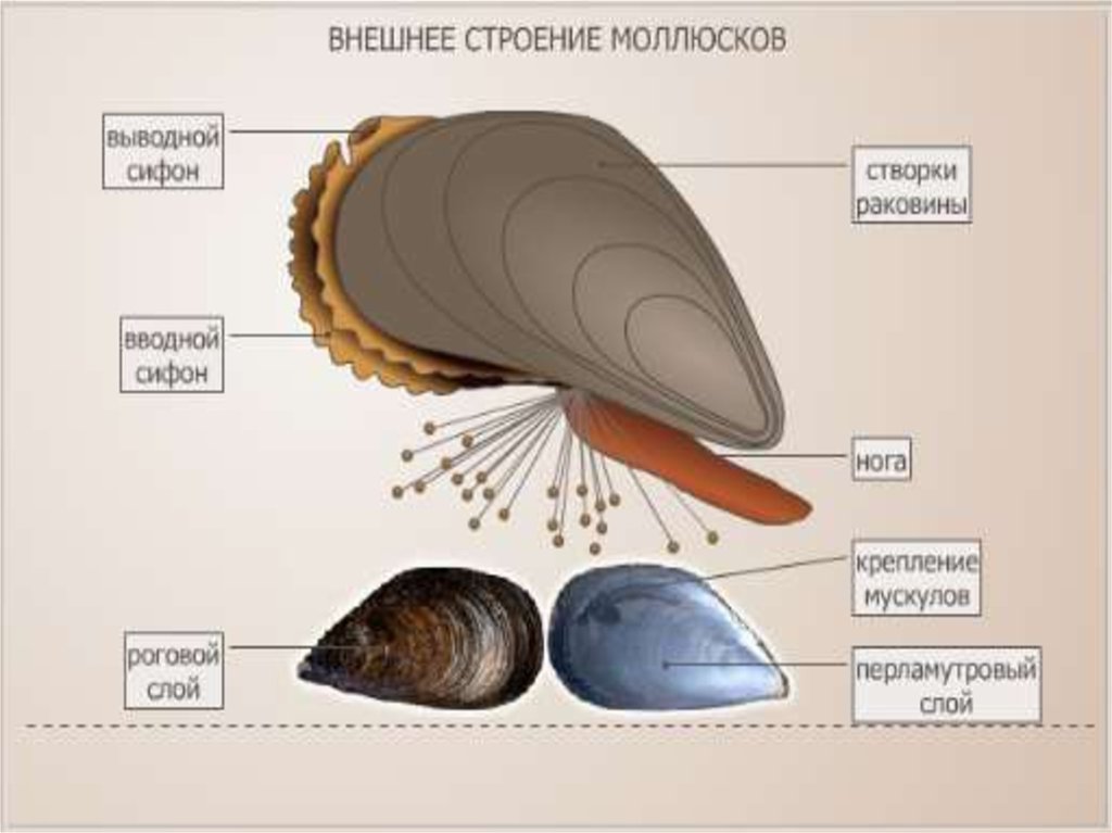 Строение раковины