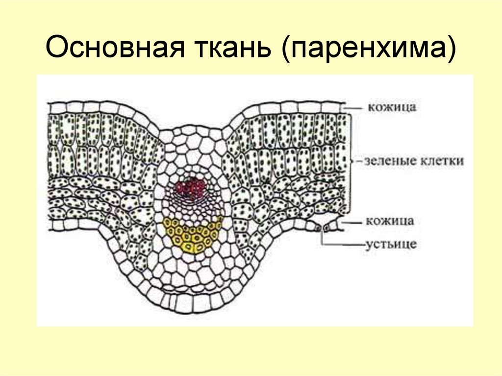 Основной рисунок. Основная ткань паренхима. Основная ткань растений. Основная ткань растений строение. Основная ткань растений рисунок строение.