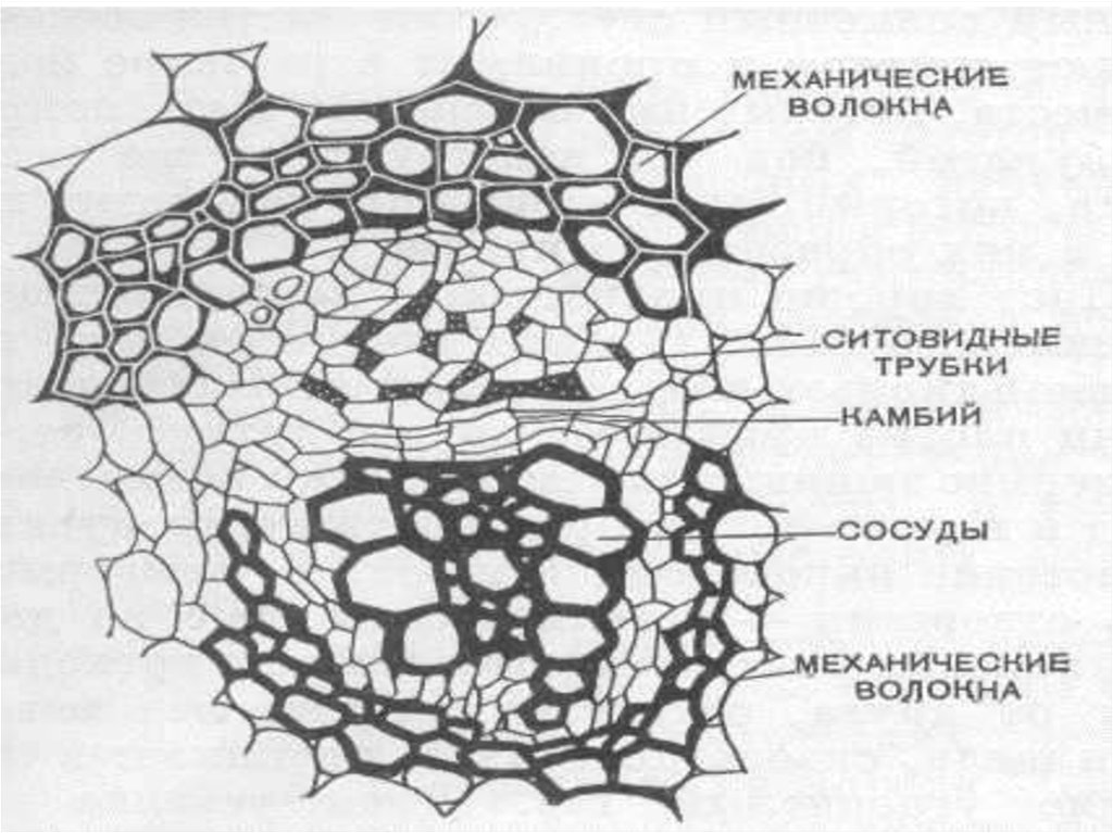 Камбий ткань. Кутикула листа.