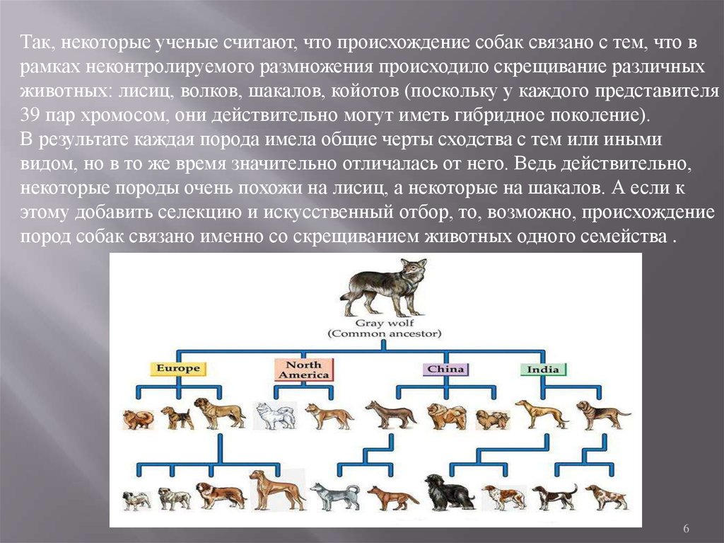 Происхождение породы животного. Происхождение пород собак. Схема происхождения собак. История происхождения собак. От кого произошли собаки.