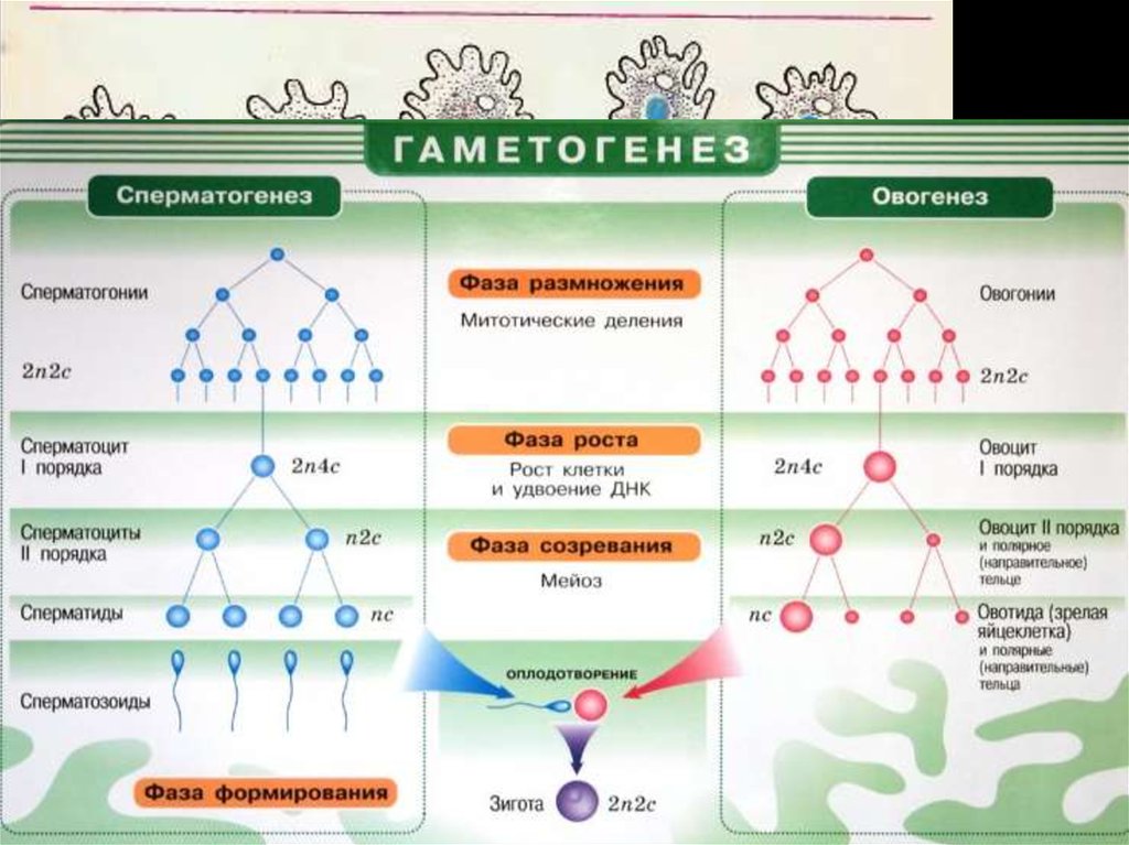 Стадия созревания мейоз. Сравнение сперматогенеза и овогенеза. Сходства сперматогенеза и овогенеза. Сравнительная характеристика сперматогенеза и овогенеза. Отличия сперматогенеза и овогенеза.