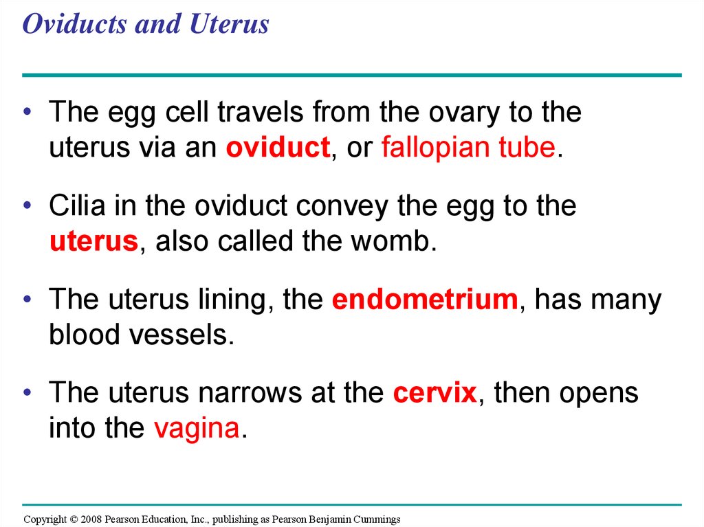 Oviducts and Uterus