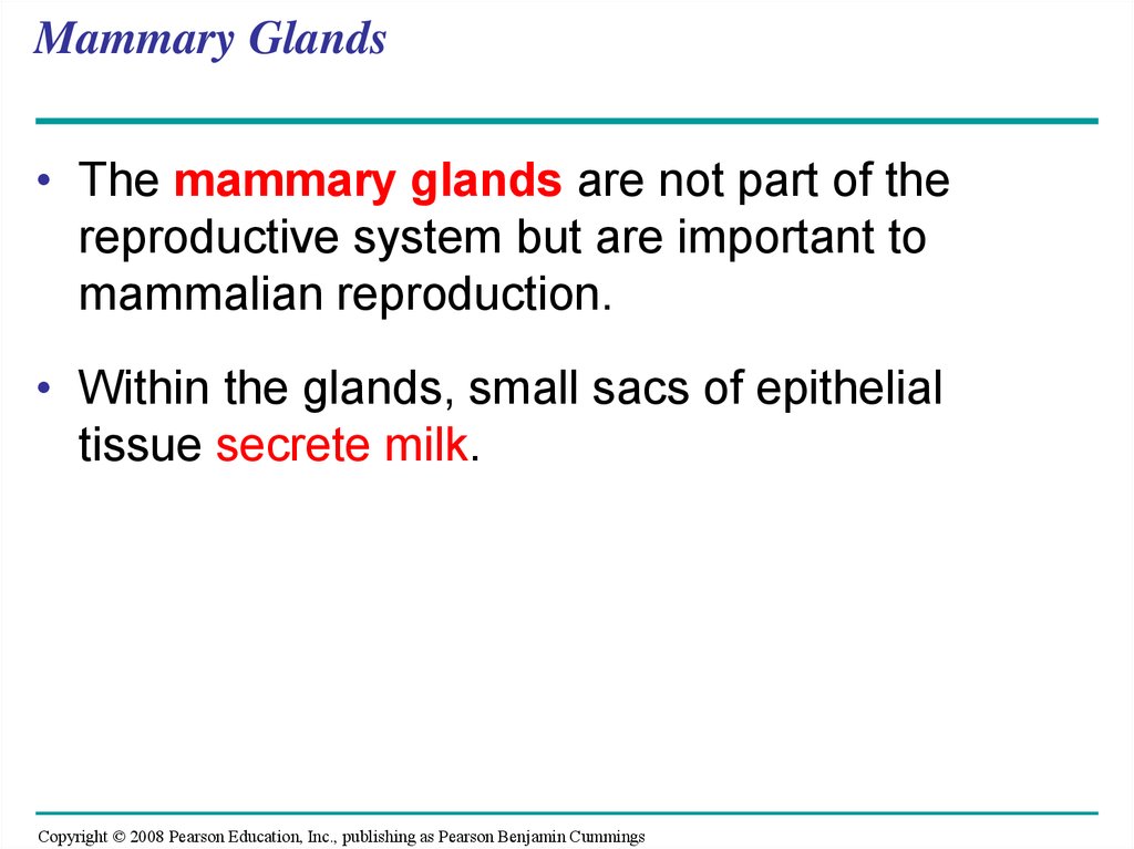 Mammary Glands
