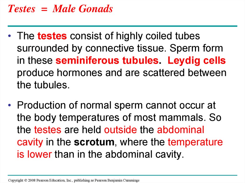 Testes = Male Gonads