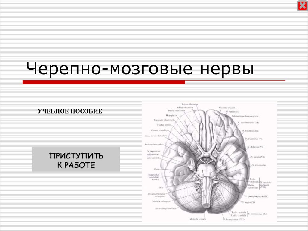 Черепных нервов мозга. Черепно мозговые нервы. Гайворонский Черепные нервы. Черепные нервы презентация. Черепно мозговые нервы презентация.