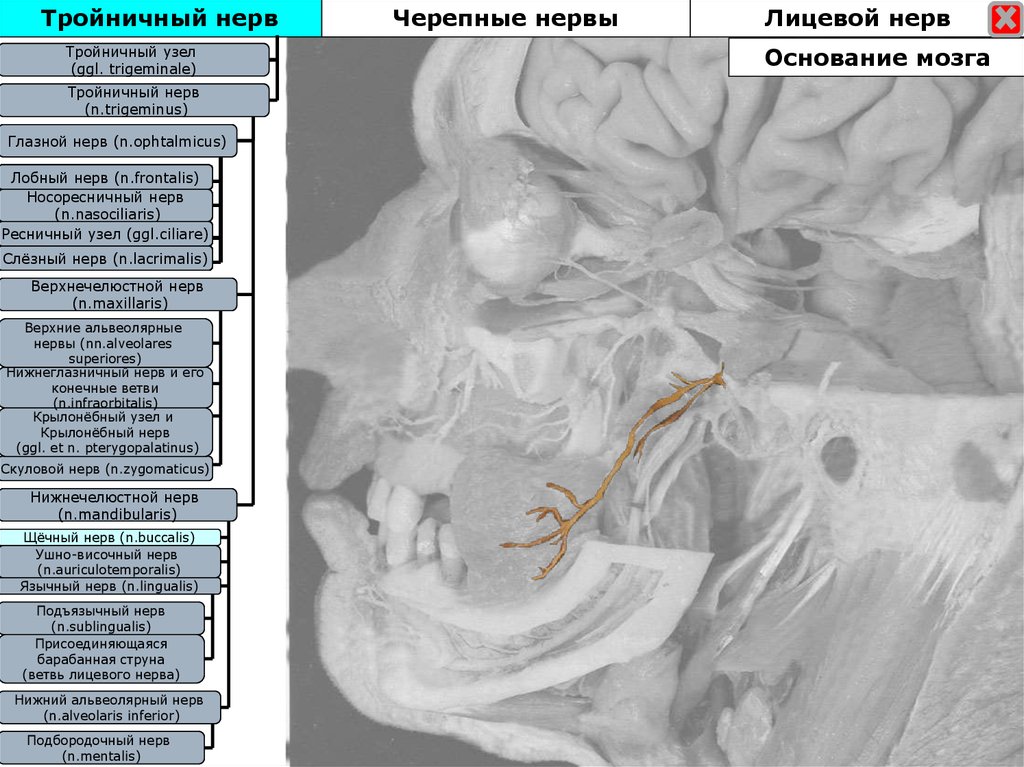 Узлы лицевого нерва. Узел тройничного нерва. Ветви лицевого нерва. Барабанная струна лицевого нерва. Лицевой нерв на основании мозга.