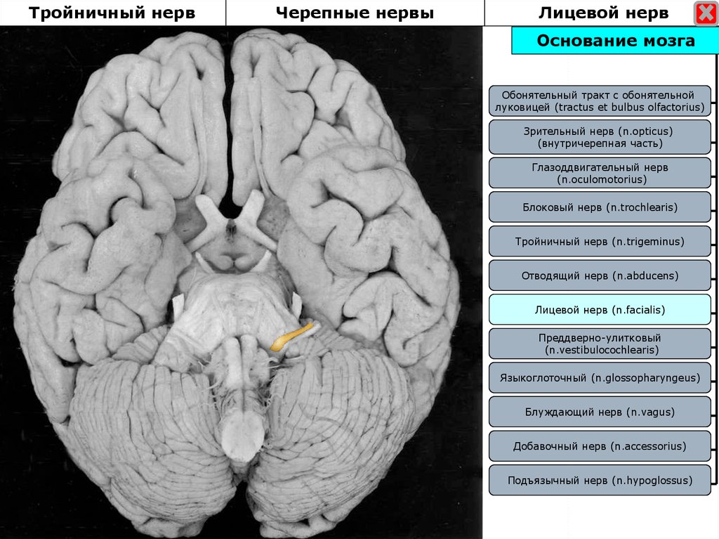 Место нерв. Основание мозга. Черепные нервы на основании мозга. Тройничный нерв мозг. Лицевой нерв место выхода из мозга.