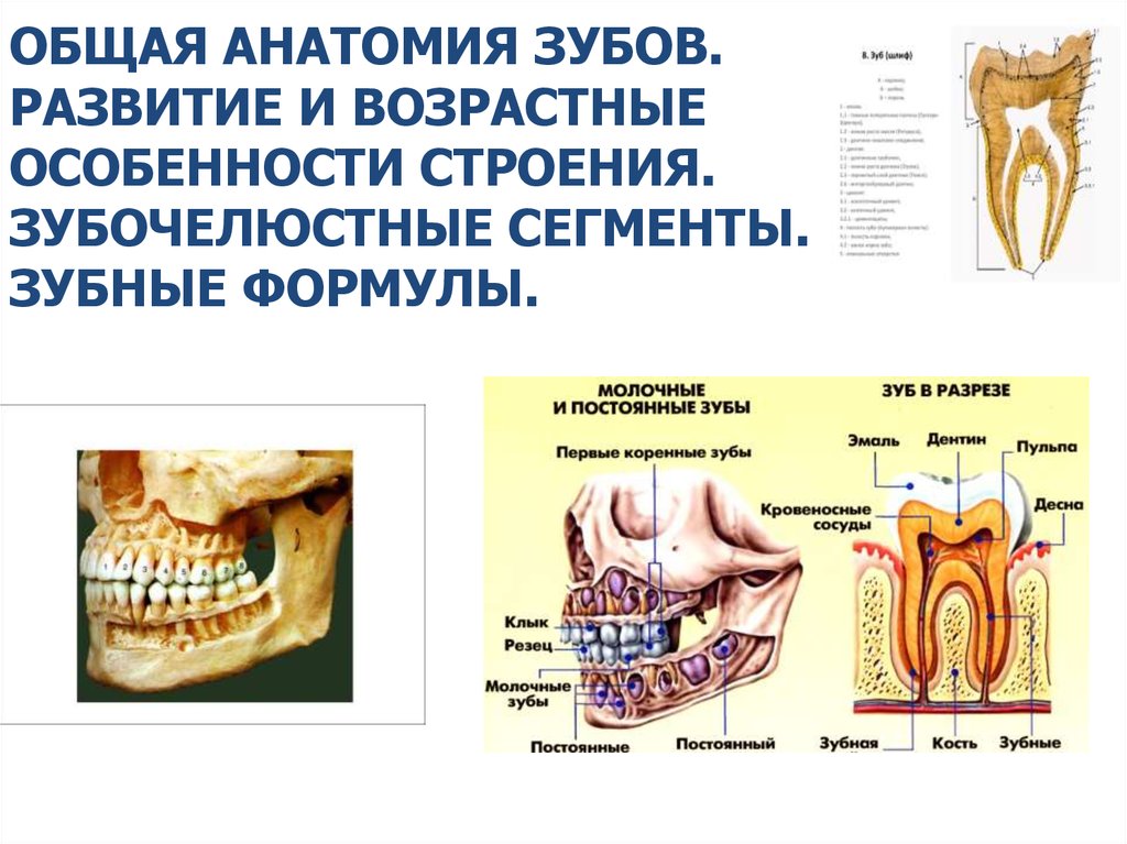 Строение молочного зуба у детей фото схема