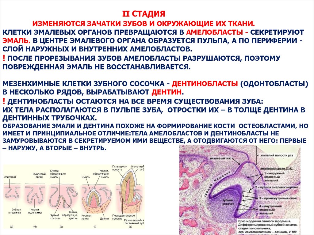 Рентгенологическая картина зубов и их зачатков на различных этапах формирования