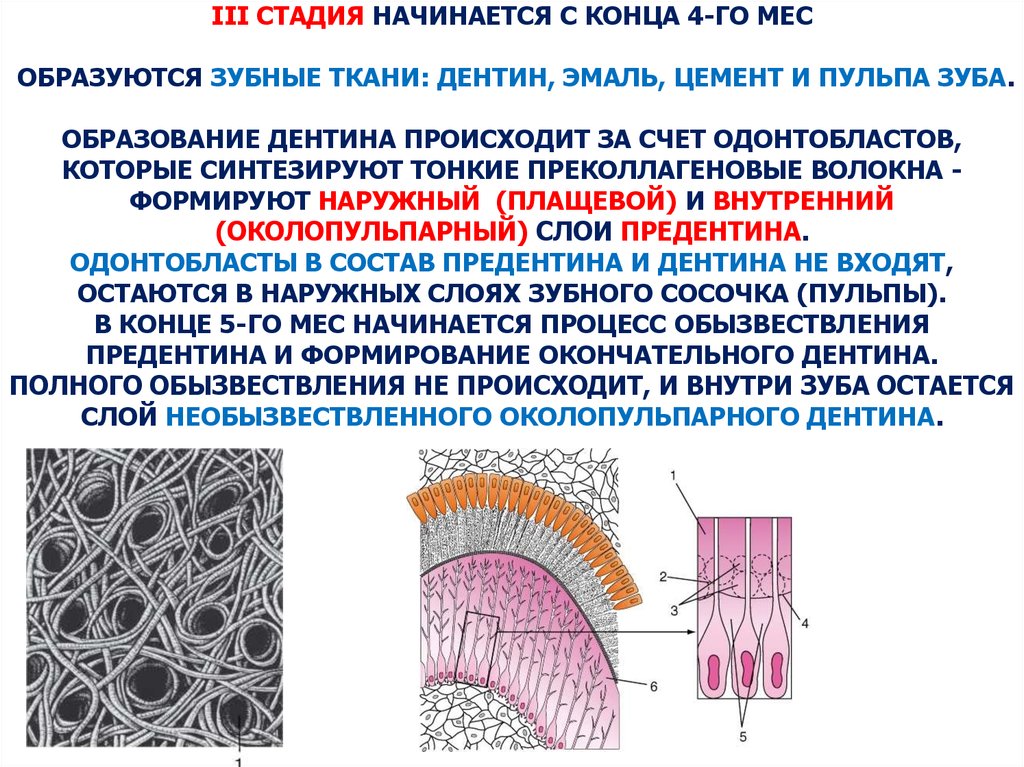 Третью стадию. Этапы формирования дентина. Процесс образования предентина/дентина.