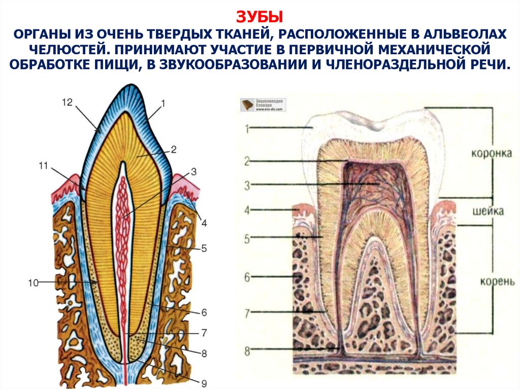 Схема строения зуба рисунок